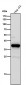 Anti-AKR1C3 Rabbit Monoclonal Antibody
